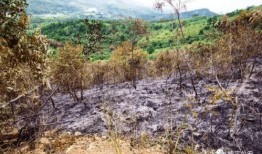 桂平石龙山火最新爆料,揭秘真相与后续影响